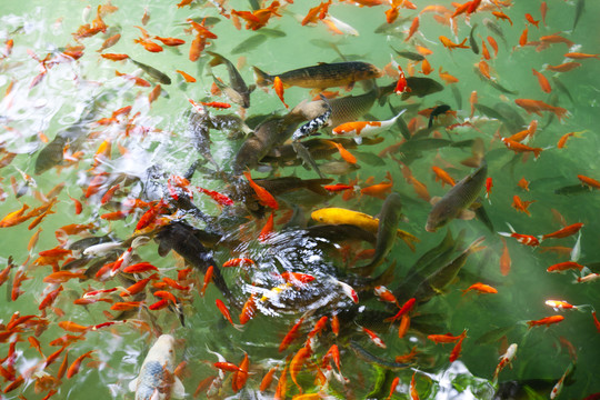 魚 鯉魚 錦鯉 紅鯉魚 黃鯉魚