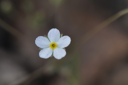 小白花