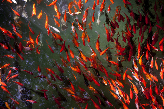 魚 鯉魚 錦鯉 紅鯉魚 黃鯉魚