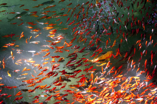 魚 鯉魚 錦鯉 紅鯉魚 黃鯉魚
