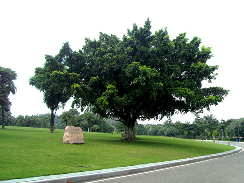 大樹草地天空