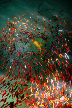 魚 鯉魚 錦鯉 紅鯉魚 黃鯉魚