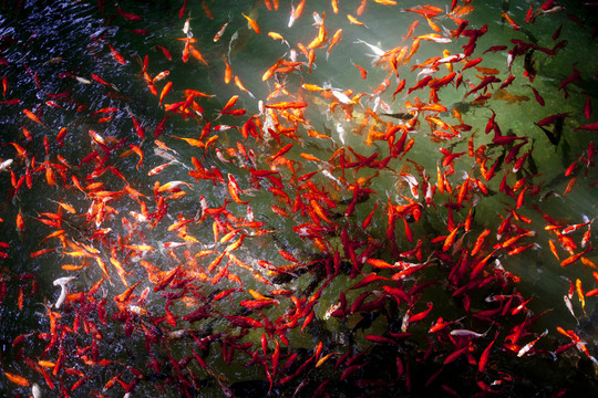 魚 鯉魚 錦鯉 紅鯉魚 黃鯉魚