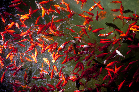 魚 鯉魚 錦鯉 紅鯉魚 黃鯉魚