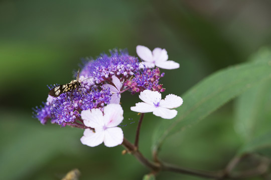 鹿蛾與澤八仙花