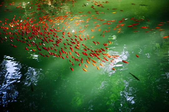 魚 鯉魚 錦鯉 紅鯉魚 黃鯉魚