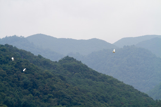 飛鳥(niǎo) 天空 群山