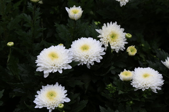 白菊花
