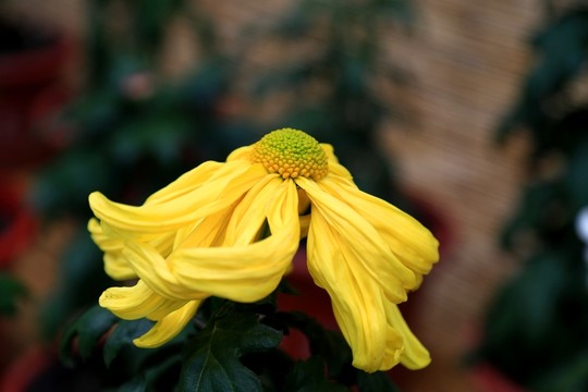 秋菊 大黃袍