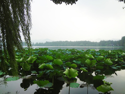 西湖荷葉