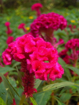 紅艷雞冠花