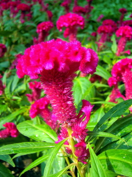紅艷雞冠花