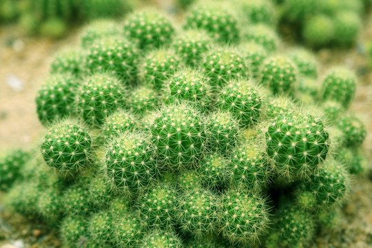 沙漠植物