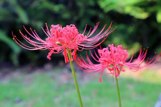 花卉