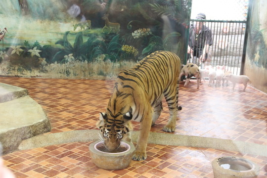 動物園老虎