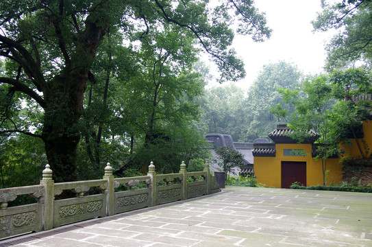 靈隱寺里的古樹