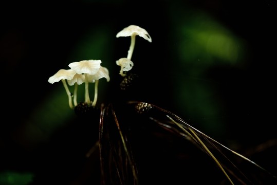 野蘑菇