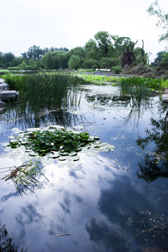 水草
