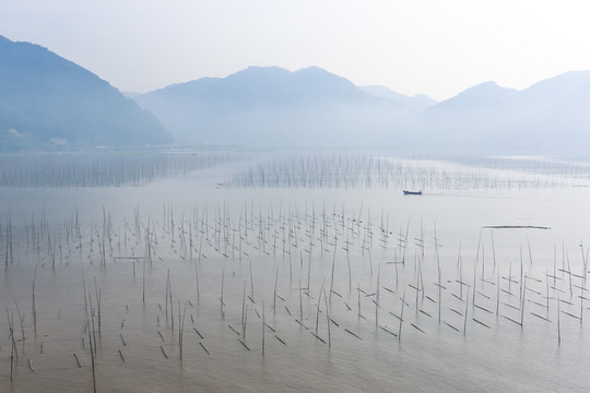 福建霞浦海帶養(yǎng)殖