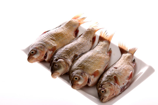 小鯽魚