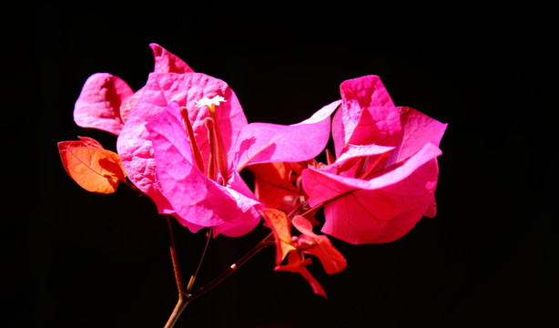葉子花