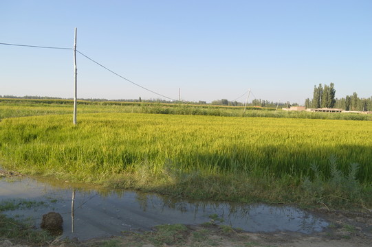 稻田