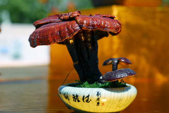 靈芝