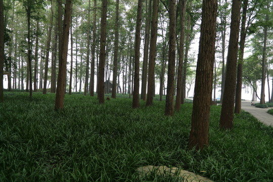 湖邊的杉樹林