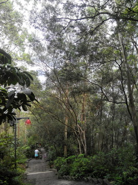 深圳南山臺階 林徑小路