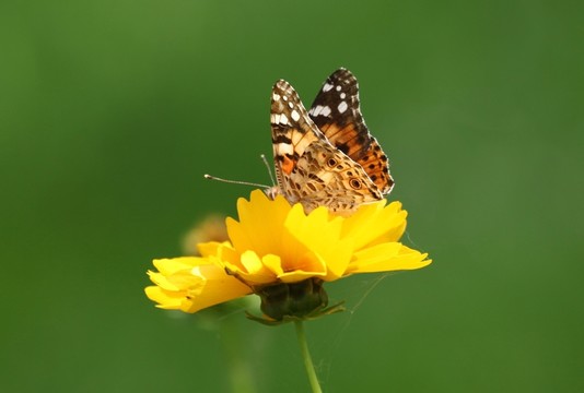 菊蝶圖