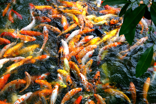 小王魚