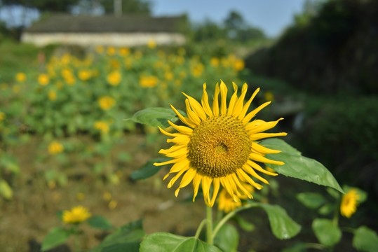 向日葵 高清圖