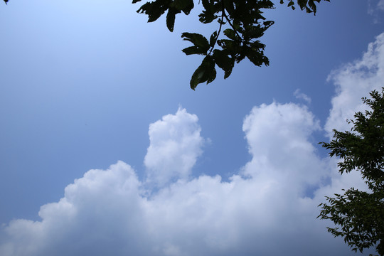 藍天 白云 樹枝 樹葉