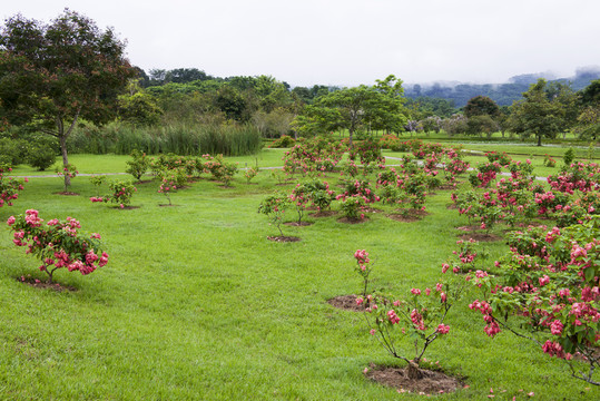 云南西雙版納熱帶植物園風(fēng)光