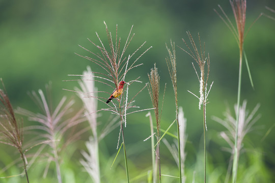紅梅花雀 蘆葦花