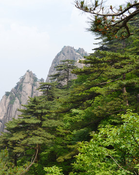 黃山松與黃山群峰