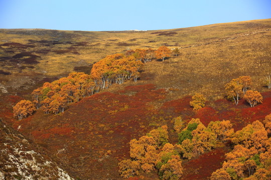井兒梁