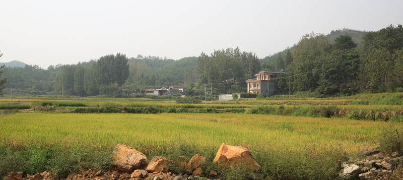 水稻田