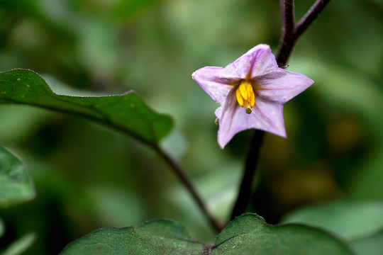 茄子花