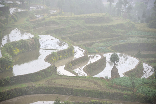 茗岙梯田 田園風(fēng)光 水田 雨霧