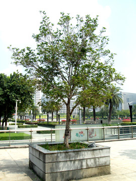 桂花樹