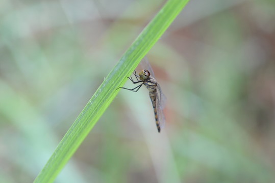 蜻蜓
