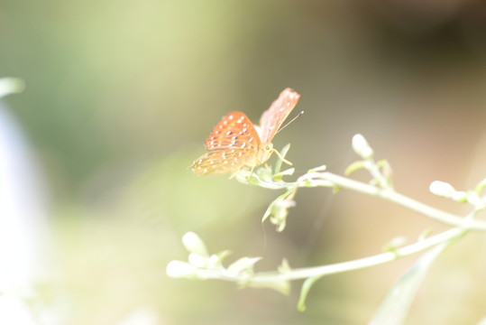 蝴蝶