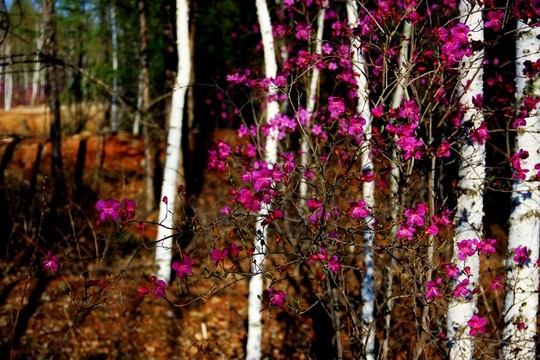 杜鵑花 白樺林