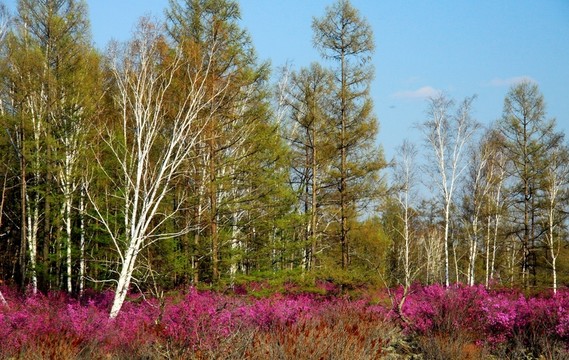 杜鵑花與森林