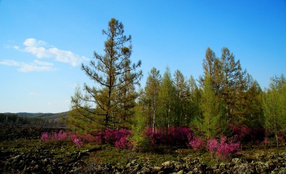 杜鵑花 落葉松 火山巖溶地貌