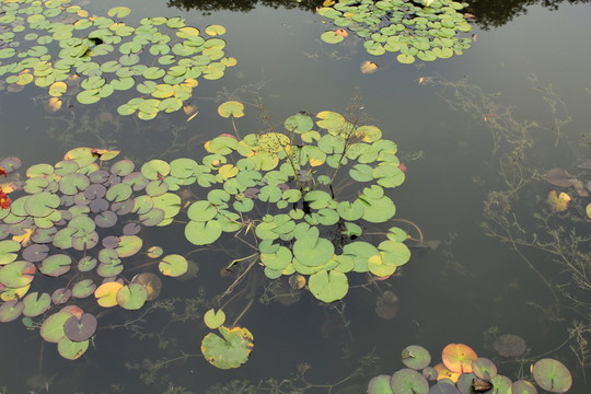 浮萍