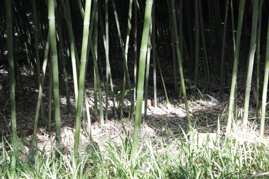 竹林間的陽(yáng)光