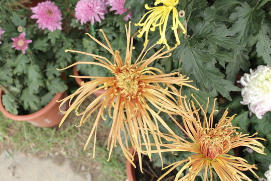 菊花