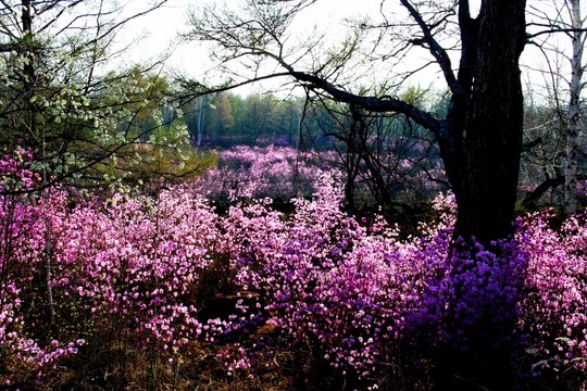 達(dá)爾濱國家森林公園 杜鵑花